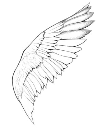 Now we still only have one wing Feel free to draw the other wing using the 